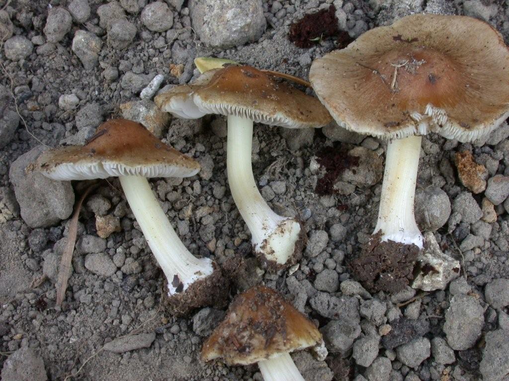 Il brutto anatroccolo